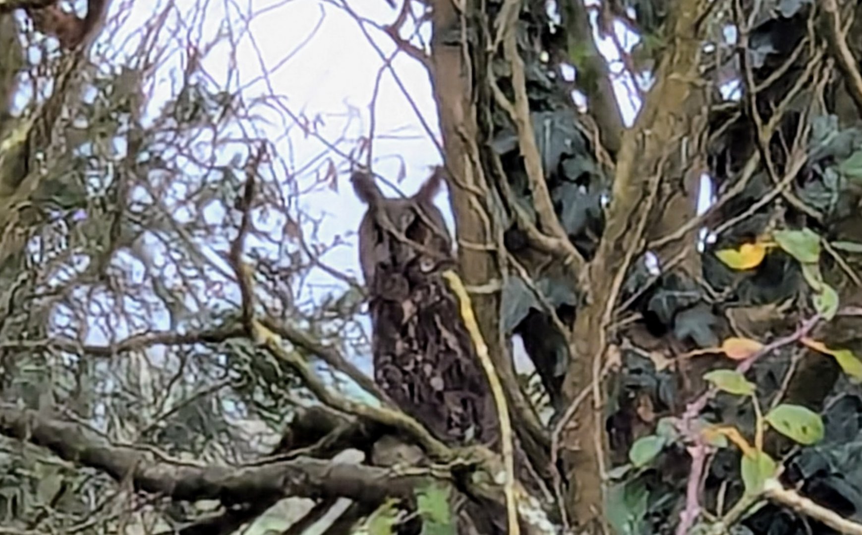 Remise en pierre à MAULEON (79700) - 3011438261